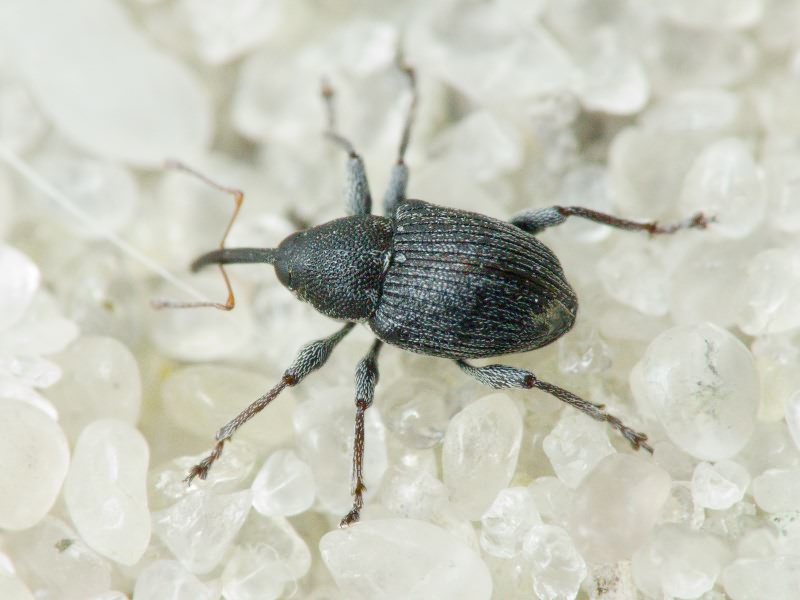 Archarius salicivorus (Paykull, 1792)